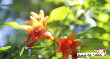 探索植物中的廉洁品质 以象征清廉的植物为主题的文章