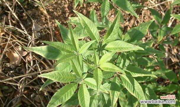 探秘植物世界中象征团结的奇妙力量 团结之花