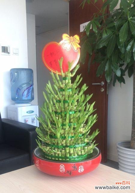 探索成功之路 象征事业步步高升的植物