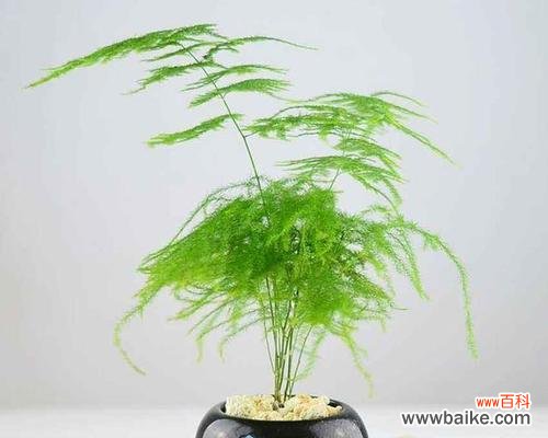 探索成功之路 象征事业步步高升的植物