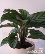 凯旋之美 胜利之花