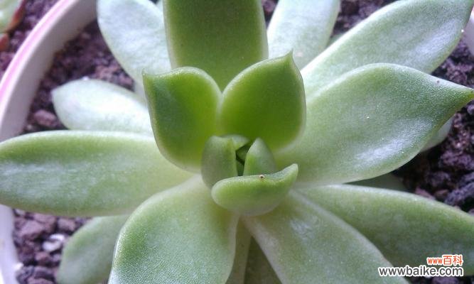 凯旋之美 胜利之花