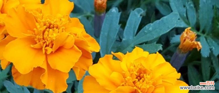 探索植物世界中的生命奇迹 植物的生命力