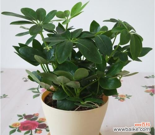 世界上哪些植物象征着幸运 幸运之植