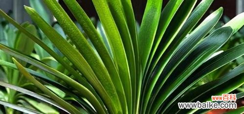 世界上哪些植物象征着幸运 幸运之植