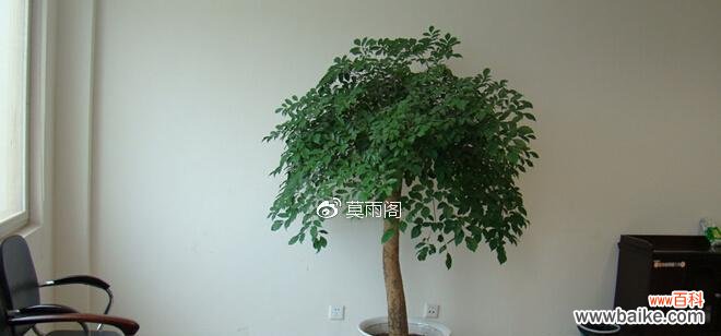 从传统到现代 幸福的植物