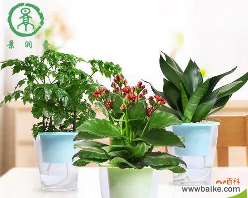 从传统到现代 幸福的植物