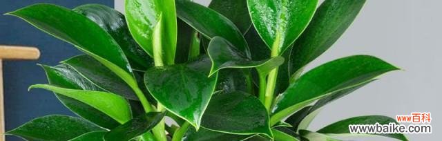 从传统到现代 幸福的植物