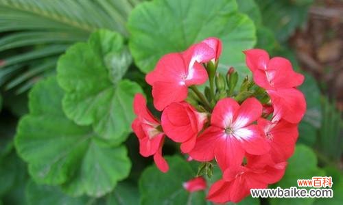 盛夏之景 夏日繁花似锦，缤纷的植物世界