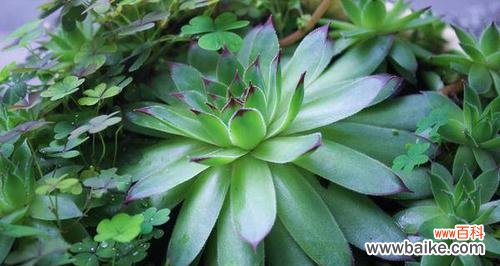 盛夏之景 夏日繁花似锦，缤纷的植物世界