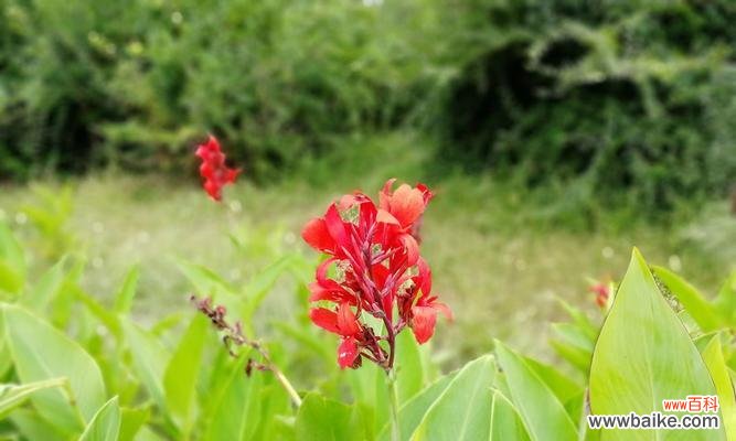 探索自然界中以象征无私奉献的植物奇迹 植物中的无私奉献