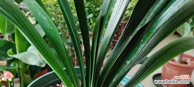 探索友谊背后的绿色力量 以象征友谊的植物为主题的文章