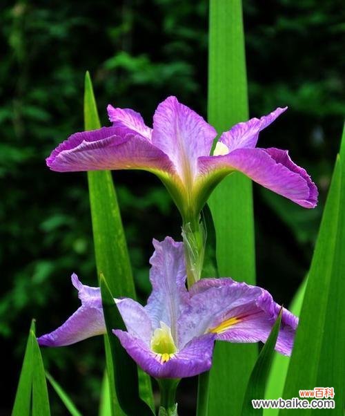 探索友谊背后的绿色力量 以象征友谊的植物为主题的文章