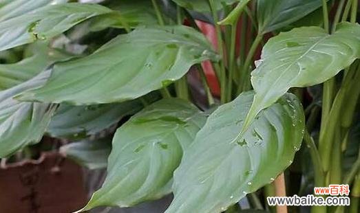 探索自然中的符号之美 植物的象征意义与寓意