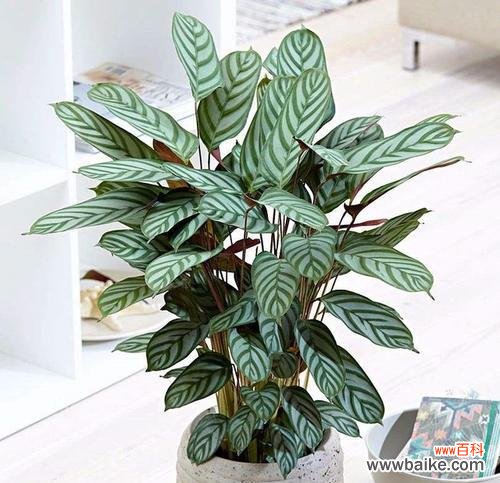 探索自然中的符号之美 植物的象征意义与寓意