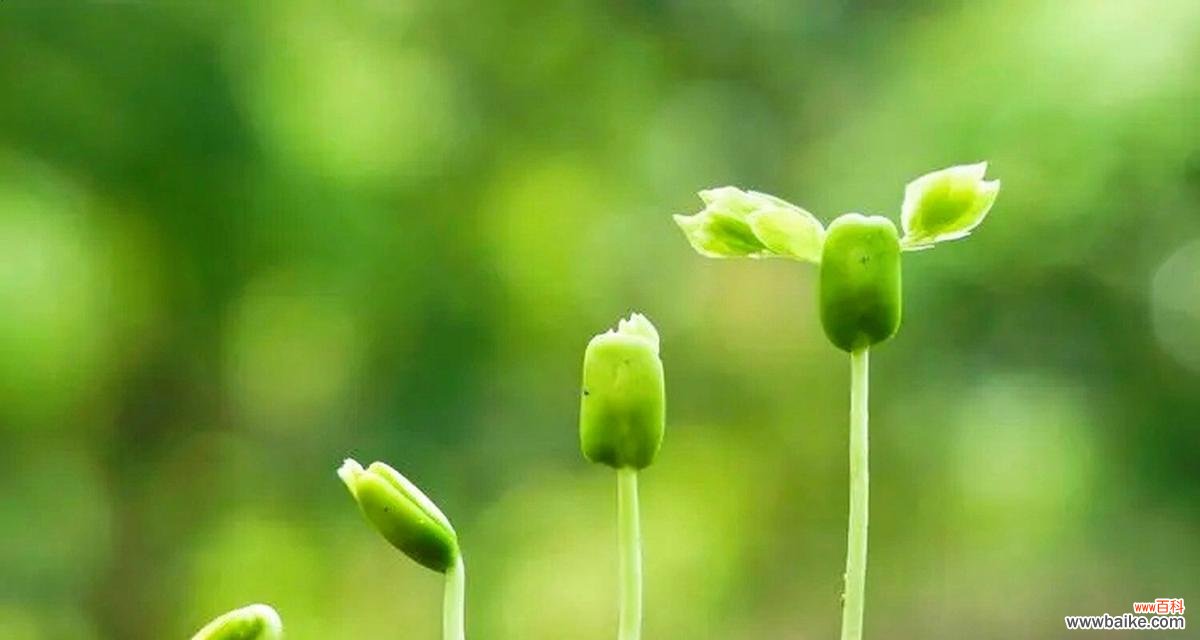 探索自然世界中那些传递希望的植物 阳光向上的植物