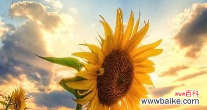 探索自然世界中那些传递希望的植物 阳光向上的植物