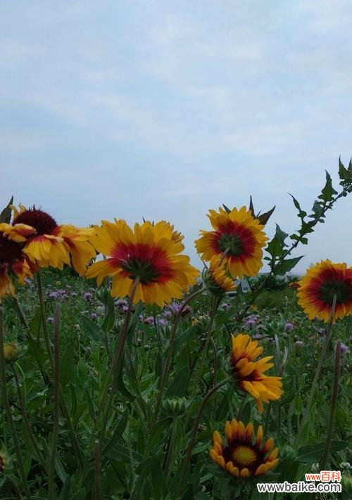 探索自然世界中那些传递希望的植物 阳光向上的植物