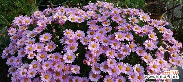 激励人心的绿色力量与活力无限的奇迹 朝气四溢