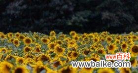 激励人心的绿色力量与活力无限的奇迹 朝气四溢