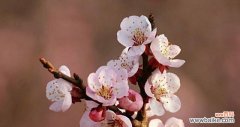 揭秘杏花背后的深意与象征 杏花花语之美丽与希望