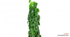 探索以心叶藤的深刻花语和珍贵价值 以心叶藤的花语和价值