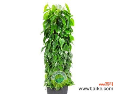 探索以心叶藤的深刻花语和珍贵价值 以心叶藤的花语和价值