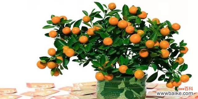 新年购花有讲究 新年花市，寓意花开迎禧