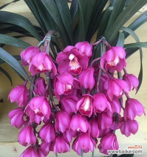 新年购花有讲究 新年花市，寓意花开迎禧