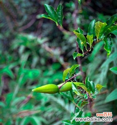 探索植物中具有助人为乐象征意义的十五种植物 植物中的助人为乐之象征