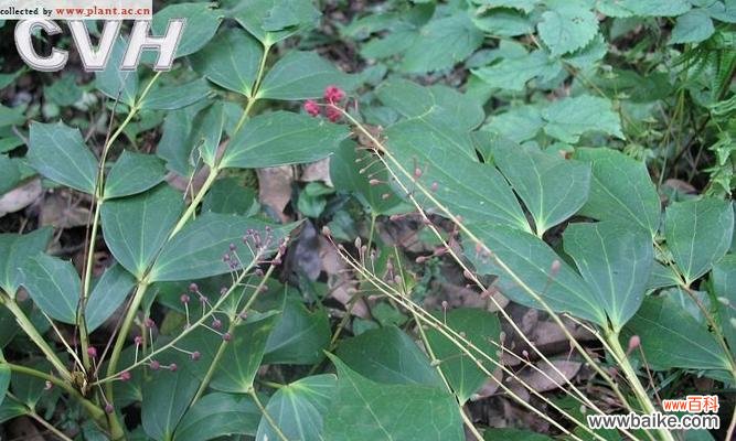 探索植物中具有助人为乐象征意义的十五种植物 植物中的助人为乐之象征