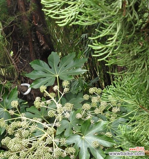 探索植物中具有助人为乐象征意义的十五种植物 植物中的助人为乐之象征