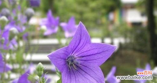 守信花 象征忠诚的植物