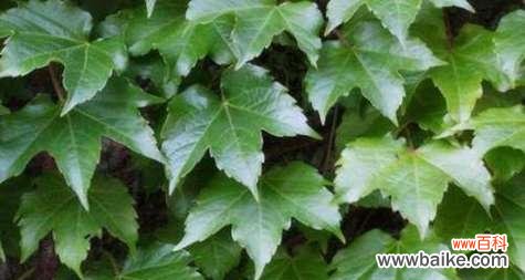 守信花 象征忠诚的植物