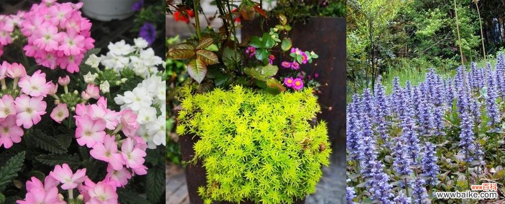 守信花 象征忠诚的植物