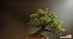 揭秘自然界中的顶峰之花 蒸蒸日上的植物