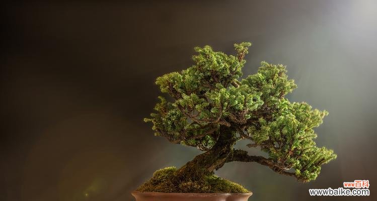 揭秘自然界中的顶峰之花 蒸蒸日上的植物