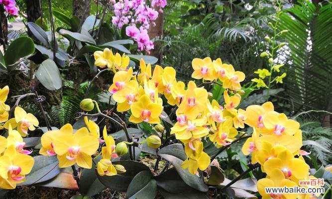 探索自然的奇迹与力量 自由自在的植物世界