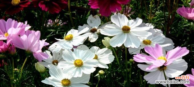 探索自然的奇迹与力量 自由自在的植物世界