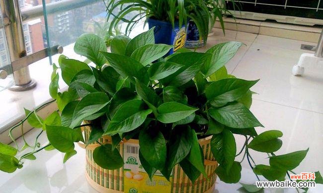 探索自然的奇迹与力量 自由自在的植物世界