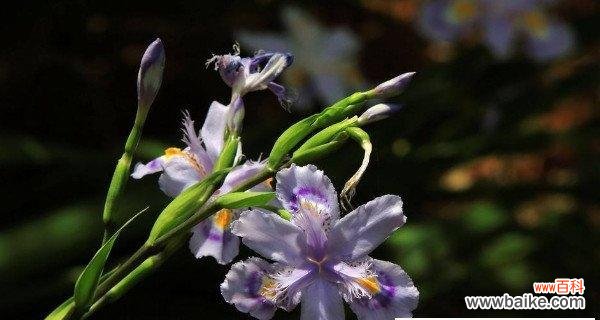 探索植物世界中的自由精神与意义 自由之花