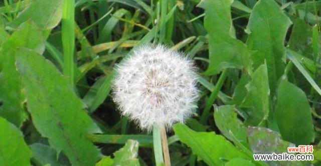 探索植物世界中的自由精神与意义 自由之花