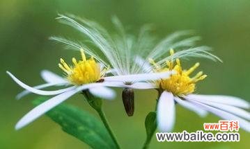 探索象征自信的植物之美 植物中蕴藏自信的力量