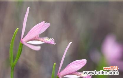 探索象征自信的植物之美 植物中蕴藏自信的力量