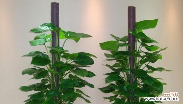 探索象征自信的植物之美 植物中蕴藏自信的力量