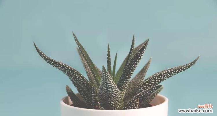 自我约束与成长之路 自律之花