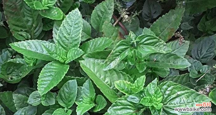 探索大自然中那些默默无闻的奇迹 默默付出的植物世界