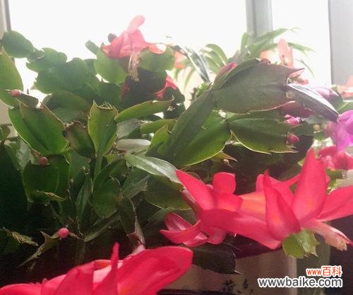 探寻蟹爪兰的寓意与花语 蟹爪兰