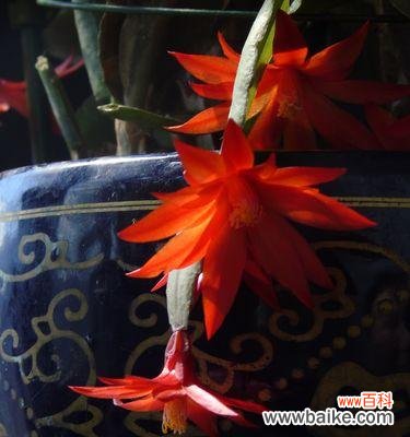 探寻蟹爪兰的寓意与花语 蟹爪兰