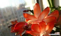 探寻蟹爪兰的寓意与花语 蟹爪兰